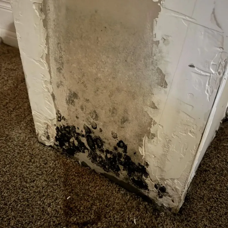 Professional Mold Removal in Coamo, PR